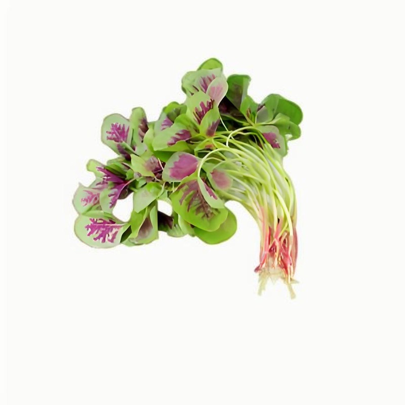紅莧菜